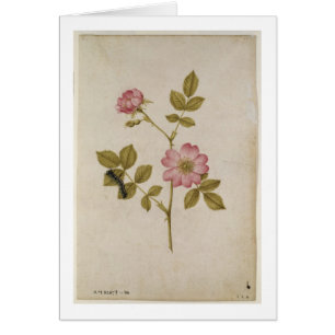 Rosa Canina - Dogrose y Caterpillar (lápiz y con