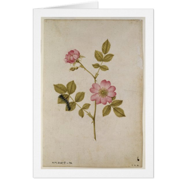 Rosa Canina - Dogrose y Caterpillar (lápiz y con (Frente)