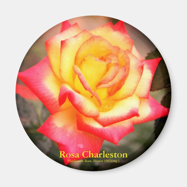 Rosa Charleston: Imán redondo (Frente)