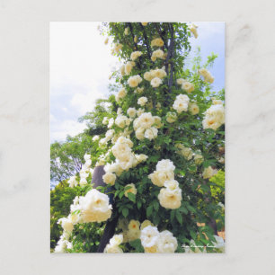 Rosa Climbing Iceberg:Tarjeta Postal