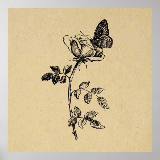 Rosa con arte de cosecha de mariposa (Frente)