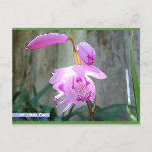 Rosa contra la cerca   Postal Blue Beach Song™