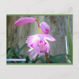 Rosa contra la cerca | Postal Blue Beach Song™