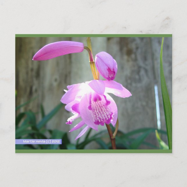 Rosa contra la cerca | Postal Blue Beach Song™ (Anverso)