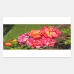 Rosa de abrigo de Joseph #1-2 Pegatinas