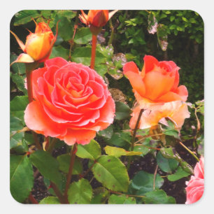 Rosa de banda de Brass #1-1 Pegatinas