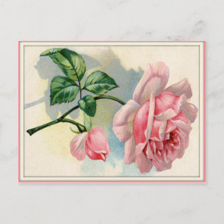 Rosa de belleza rosa, tarjeta postal gris horizont