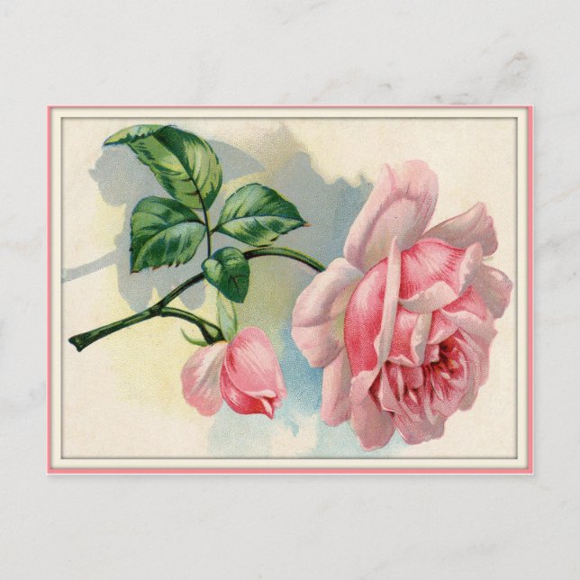 Rosa de belleza rosa, tarjeta postal gris horizont (Anverso)