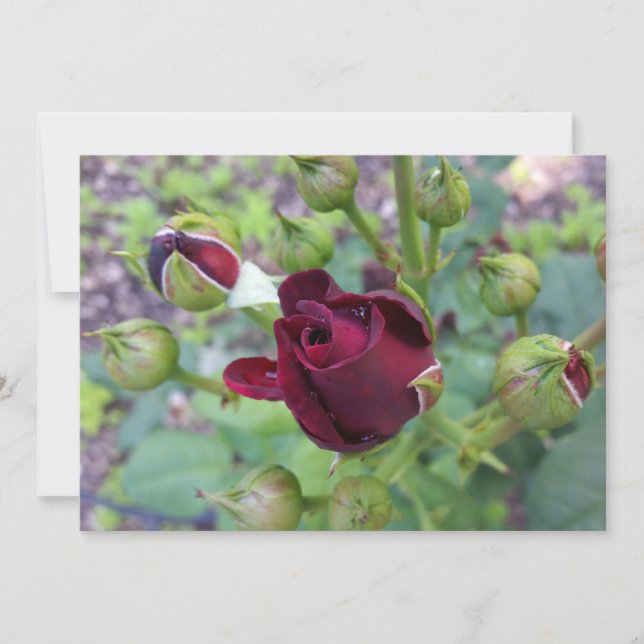 Rosa de Borgoña después de la lluvia (Anverso)