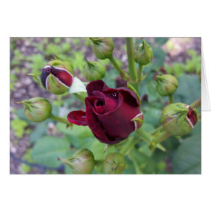 Rosa de Borgoña después de la lluvia