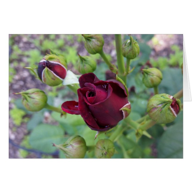 Rosa de Borgoña después de la lluvia (Anverso (Horizontal))