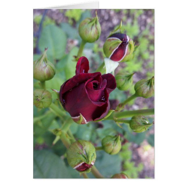 Rosa de Borgoña después de la lluvia (Frente)