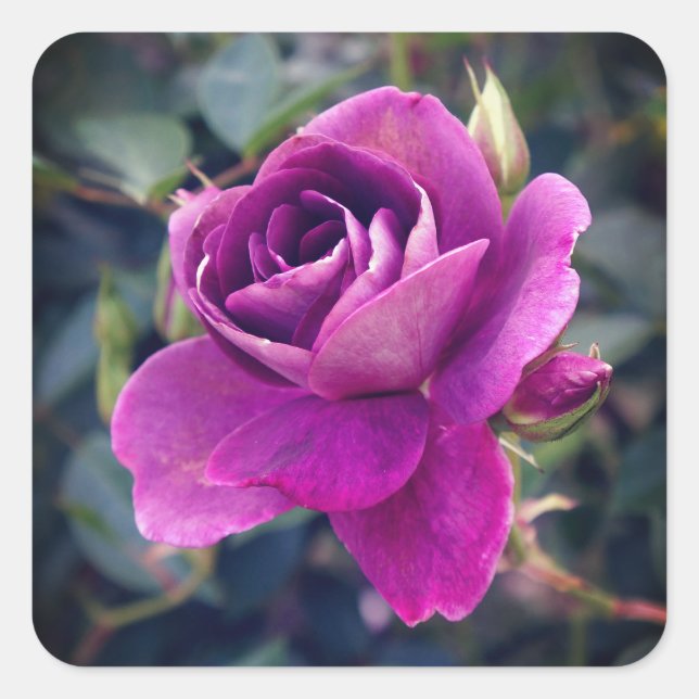 Rosa de Borgoña Iceberg #2-2 Pegatinas (Anverso)