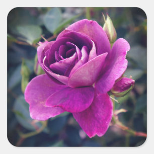 Rosa de Borgoña Iceberg #2-2 Pegatinas