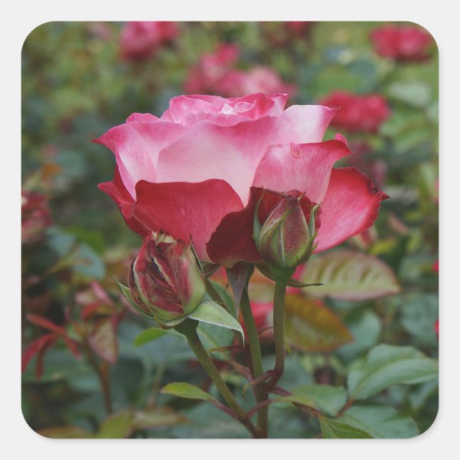 Rosa de Cherry Parfait #1 Pegatinas del corazón (Anverso)