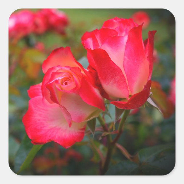 Rosa de Cherry Parfait #4 Pegatinas (Anverso)