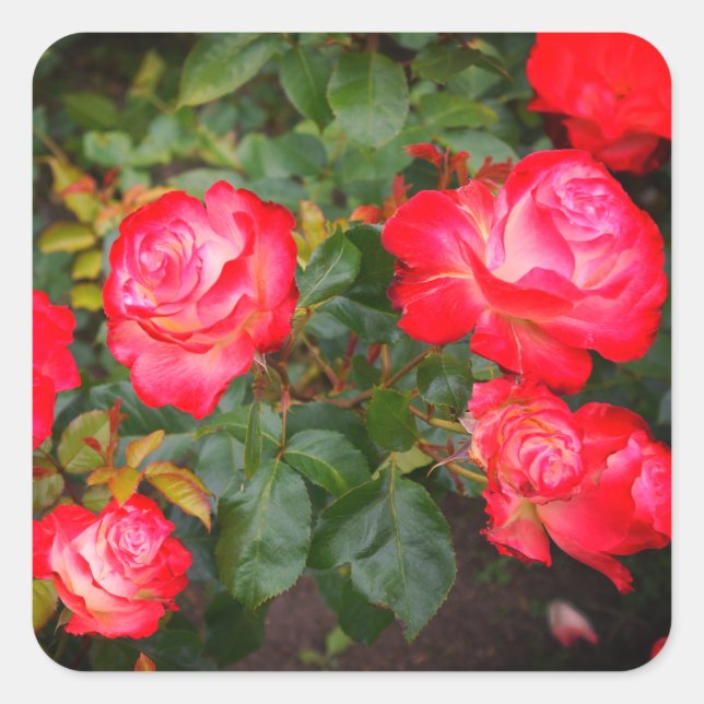 Rosa de Cherry Parfait #5-1 Pegatinas (Anverso)