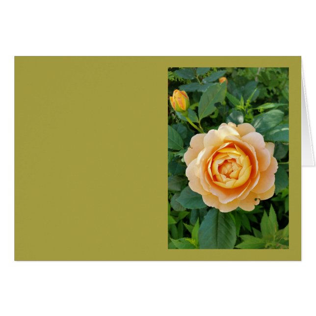 Rosa de colores dorados (Anverso (Horizontal))