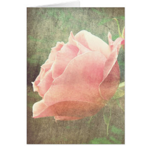 Rosa de cosecha