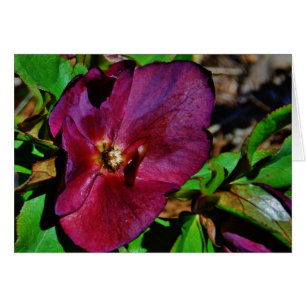 Rosa de Cuaresma Rosa Borgoña