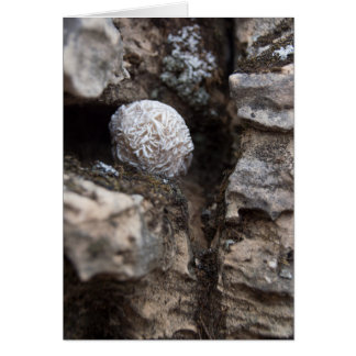 Rosa de desierto de las piedras el | 136