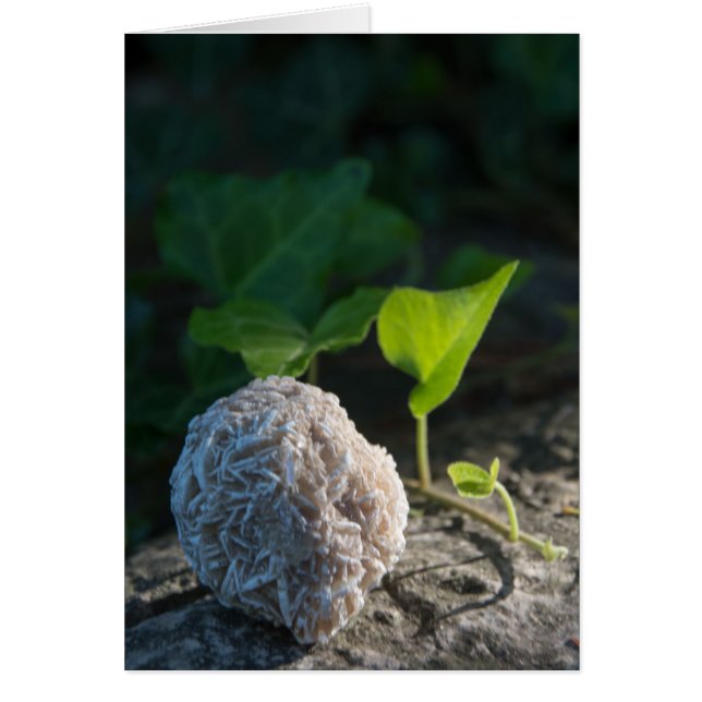 Rosa de desierto de las piedras el | 141 (Frente)