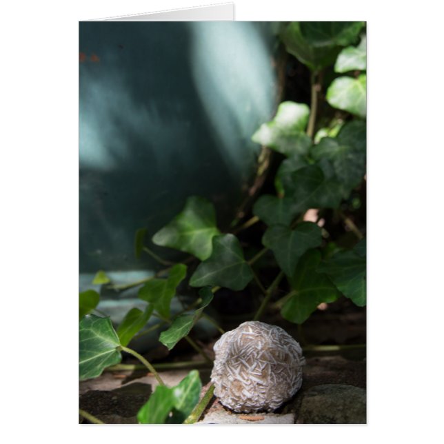 Rosa de desierto de las piedras el | 145 (Frente)