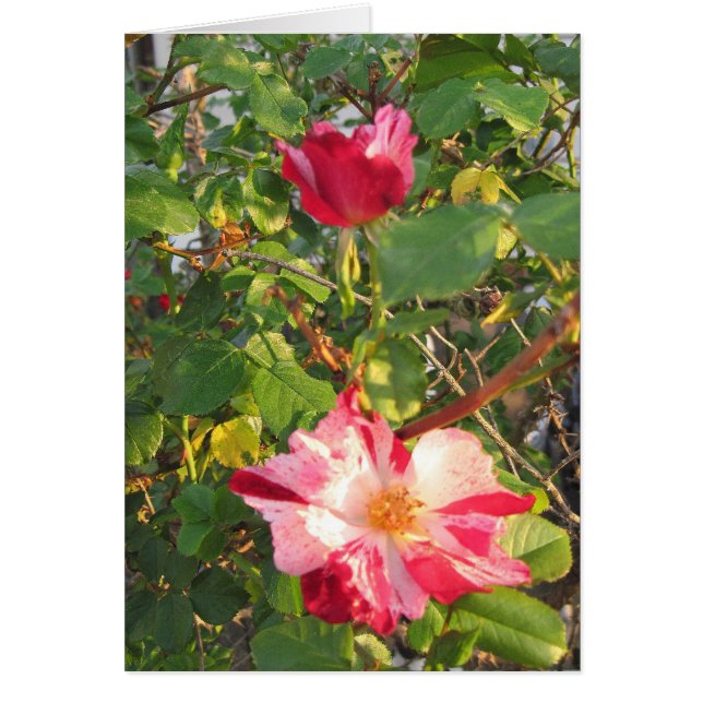 Rosa de Firecracker (Frente)