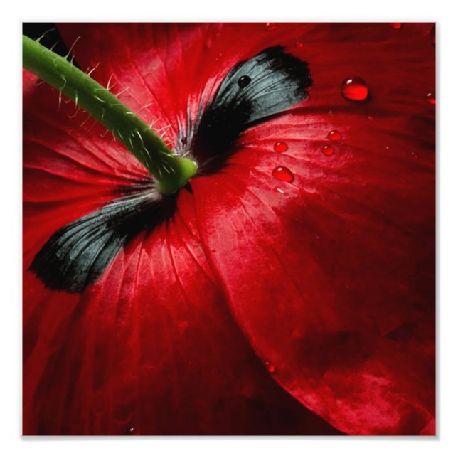 rosa de fotografía de cierre macro (Frente)