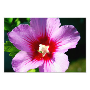 Rosa de la impresión de la foto de Sharon