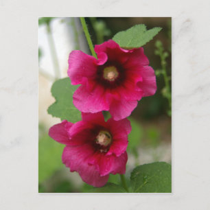 Rosa de la postal de Sharon
