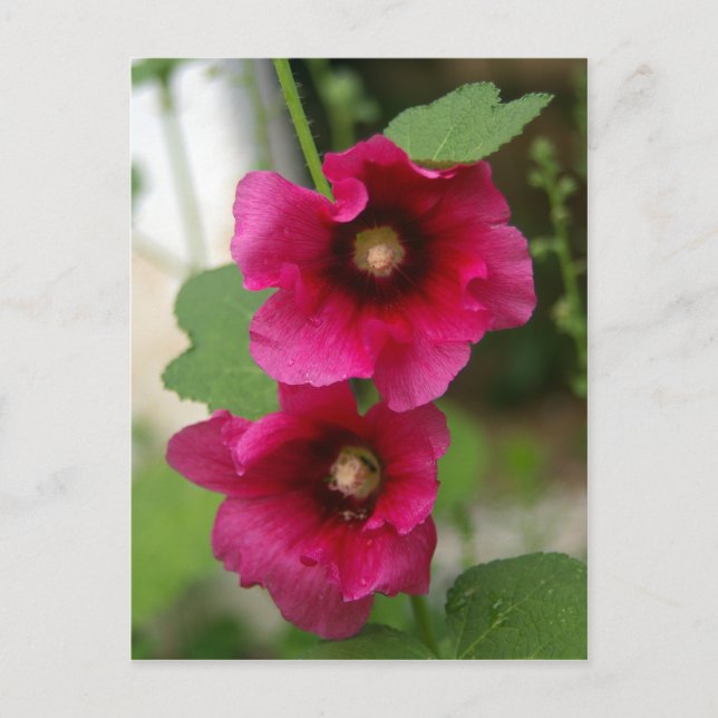 Rosa de la postal de Sharon (Anverso)