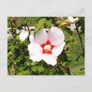 Rosa de la postal Sharon Bloom