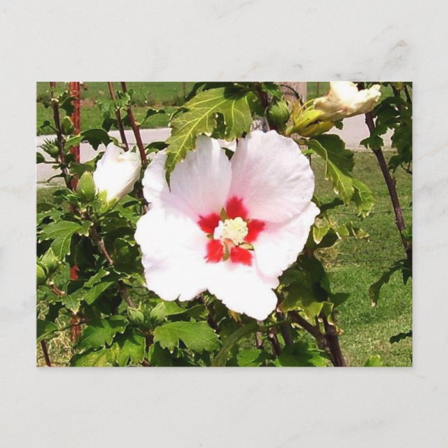 Rosa de la postal Sharon Bloom (Anverso)
