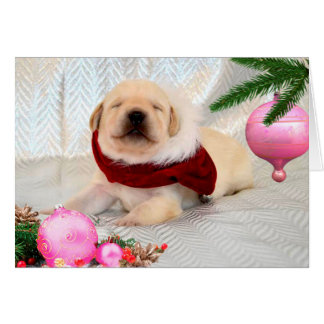 Rosa de la semana 2 de la gratitud