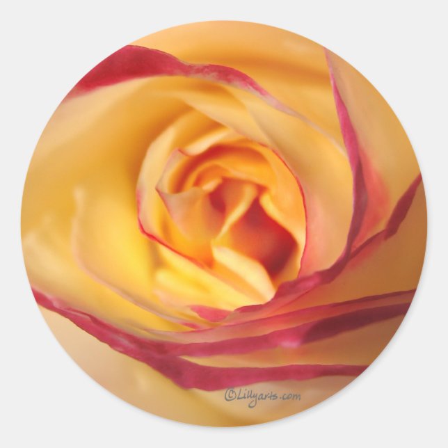 Rosa de lápiz labial Sunshine Sello para sobres (Anverso)