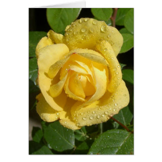 Rosa de lluvia amarilla