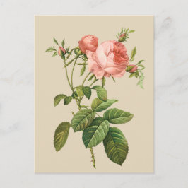 Rosa de melocotón para cualquier propósito postal