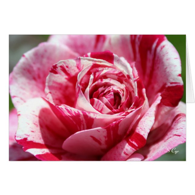 Rosa de menta, S Cyr (Anverso (Horizontal))