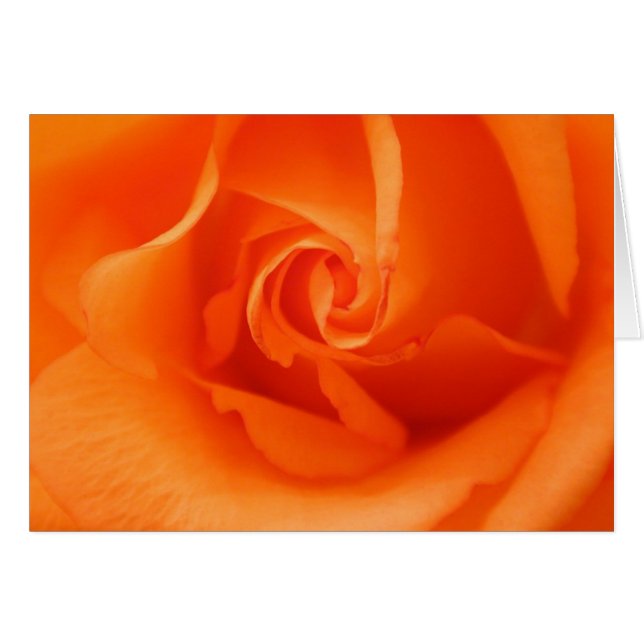 Rosa de Naranja Peach (Anverso (Horizontal))