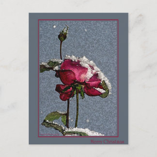 Rosa de navidad