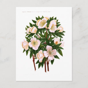 Rosa de navidad