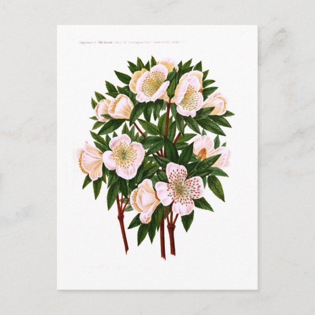 Rosa de navidad (Anverso)