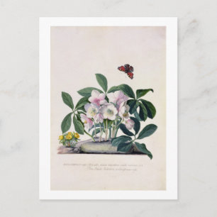 Rosa de navidad (Helleborus Niger) e invierno