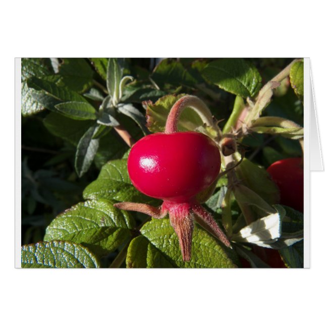 Rosa de perro de la protección (Anverso (Horizontal))