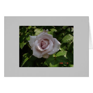 rosa de plata esterlina