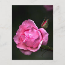 Rosa de Postal - Fotografía Floral