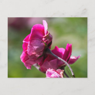 Rosa de Postal - Gracia Magenta