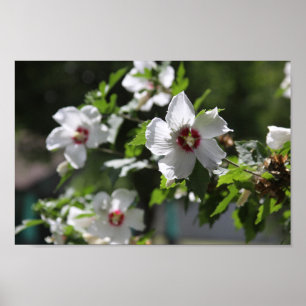 Rosa de Posters Sharon