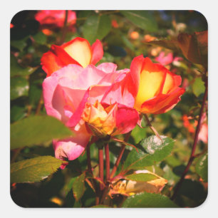 Rosa de Rainbow Sorbet #2 Pegatinas